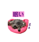 トイプードル♪フェイマス 第2弾（個別スタンプ：15）