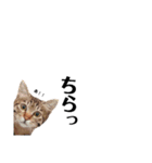 キジトラねこの茶々丸くん(2)（個別スタンプ：1）
