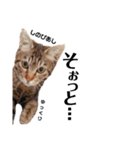 キジトラねこの茶々丸くん(2)（個別スタンプ：2）