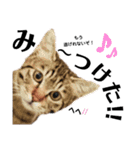 キジトラねこの茶々丸くん(2)（個別スタンプ：3）
