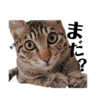 キジトラねこの茶々丸くん(2)（個別スタンプ：6）