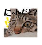 キジトラねこの茶々丸くん(2)（個別スタンプ：7）