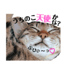 キジトラねこの茶々丸くん(2)（個別スタンプ：8）