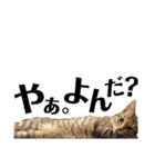 キジトラねこの茶々丸くん(2)（個別スタンプ：10）