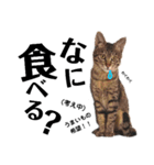 キジトラねこの茶々丸くん(2)（個別スタンプ：12）