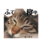 キジトラねこの茶々丸くん(2)（個別スタンプ：14）