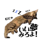 キジトラねこの茶々丸くん(2)（個別スタンプ：17）