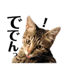 キジトラねこの茶々丸くん(2)（個別スタンプ：19）