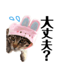 キジトラねこの茶々丸くん(2)（個別スタンプ：26）