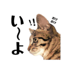 キジトラねこの茶々丸くん(2)（個別スタンプ：28）