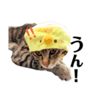 キジトラねこの茶々丸くん(2)（個別スタンプ：29）