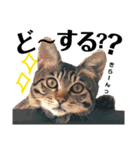 キジトラねこの茶々丸くん(2)（個別スタンプ：30）