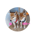 はりー＆灸（個別スタンプ：3）
