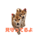 はりー＆灸（個別スタンプ：7）