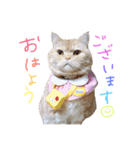 ぶさかわネコ チロル2（個別スタンプ：1）