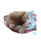 ぶさかわネコ チロル2（個別スタンプ：6）