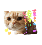 ぶさかわネコ チロル2（個別スタンプ：7）
