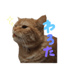 ぶさかわネコ チロル2（個別スタンプ：8）