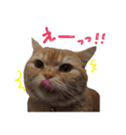 ぶさかわネコ チロル2（個別スタンプ：9）