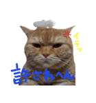 ぶさかわネコ チロル2（個別スタンプ：11）