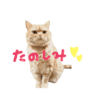 ぶさかわネコ チロル2（個別スタンプ：14）