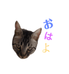愛猫しっぽのごあいさつスタンプ（個別スタンプ：1）