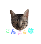 愛猫しっぽのごあいさつスタンプ（個別スタンプ：2）