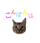 愛猫しっぽのごあいさつスタンプ（個別スタンプ：3）