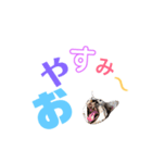 愛猫しっぽのごあいさつスタンプ（個別スタンプ：4）