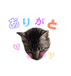 愛猫しっぽのごあいさつスタンプ（個別スタンプ：5）