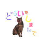愛猫しっぽのごあいさつスタンプ（個別スタンプ：6）