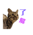 愛猫しっぽのごあいさつスタンプ（個別スタンプ：7）