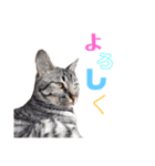 愛猫しっぽのごあいさつスタンプ（個別スタンプ：8）