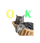 愛猫しっぽのごあいさつスタンプ（個別スタンプ：9）
