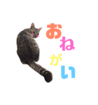 愛猫しっぽのごあいさつスタンプ（個別スタンプ：10）