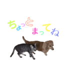 愛猫しっぽのごあいさつスタンプ（個別スタンプ：14）