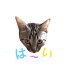 愛猫しっぽのごあいさつスタンプ（個別スタンプ：15）