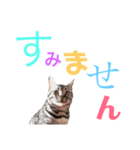 愛猫しっぽのごあいさつスタンプ（個別スタンプ：16）