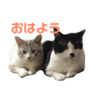 たまとまろ時々ミルク（個別スタンプ：1）