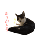 たまとまろ時々ミルク（個別スタンプ：5）