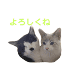 たまとまろ時々ミルク（個別スタンプ：7）