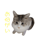たまとまろ時々ミルク（個別スタンプ：8）