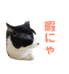 たまとまろ時々ミルク（個別スタンプ：11）