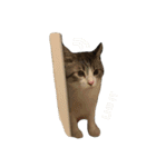 たまとまろ時々ミルク（個別スタンプ：12）