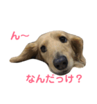 たまとまろ時々ミルク（個別スタンプ：15）