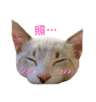 たまとまろ時々ミルク（個別スタンプ：21）