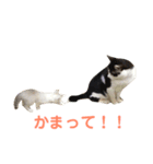 たまとまろ時々ミルク（個別スタンプ：24）