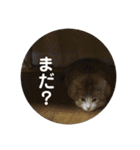 たまとまろ時々ミルク（個別スタンプ：31）