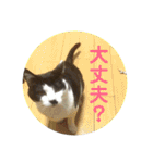 たまとまろ時々ミルク（個別スタンプ：34）