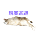 たまとまろ時々ミルク（個別スタンプ：36）